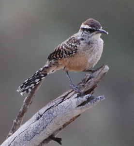 Cactus Wren 171325.tmp/cactuswren.jpg