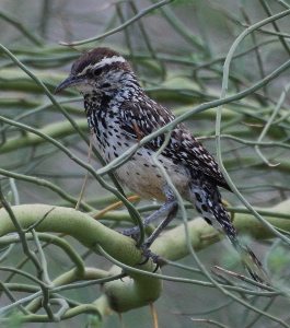 Cactus Wren 171325.tmp/smbirdd.jpg