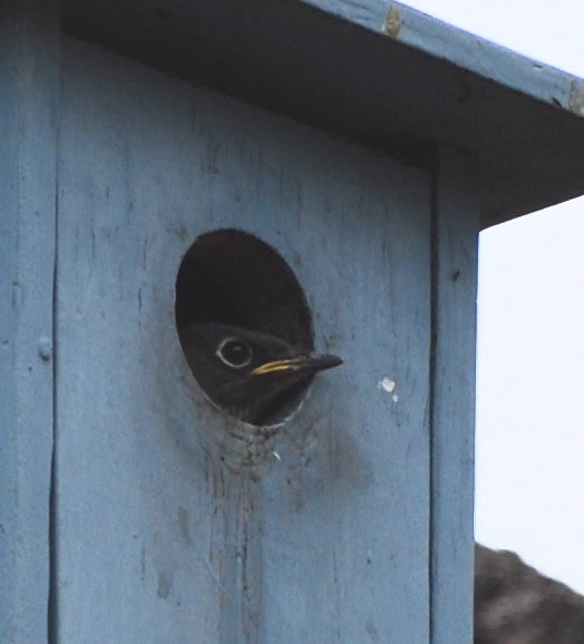 Western Bluebird 171325.tmp/orangebutterfly.JPG