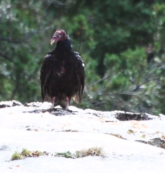 California Condor171325.tmp/condorsitting.JPG