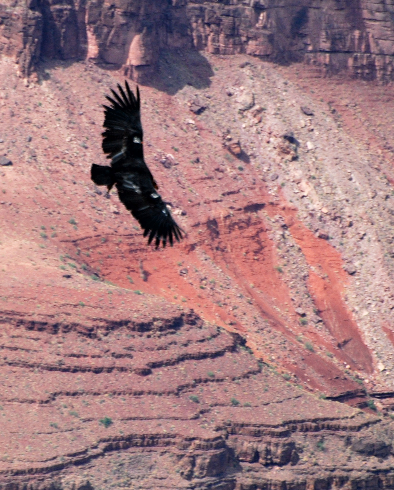 California Condor171325.tmp/condorsitting.JPG