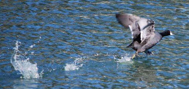 American Coot171325.tmp/American Coot .jpg