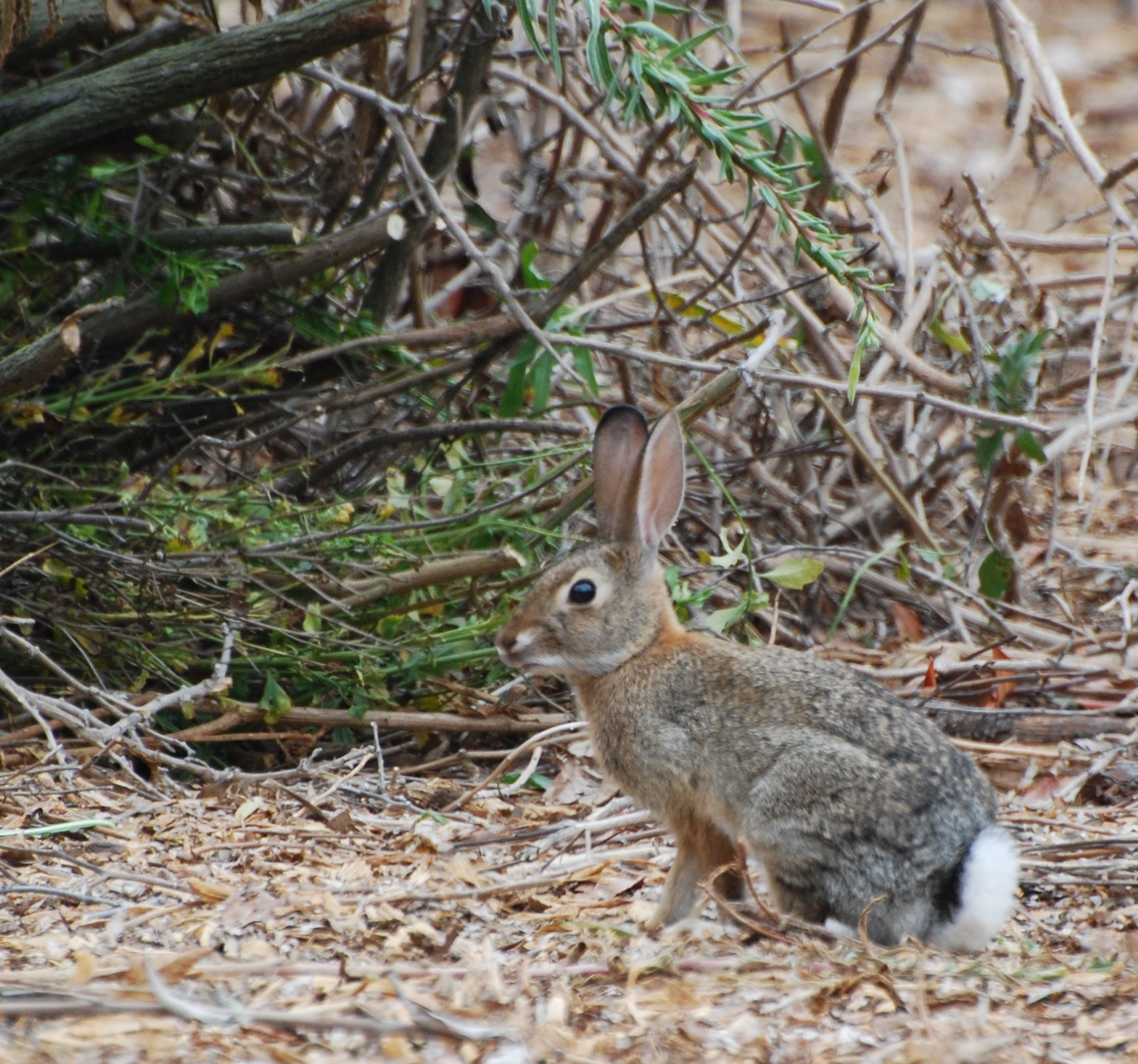 Cottontail Rabbit171325.tmp/orangebutterfly.JPG