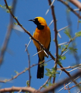 Hooded Oriole 171325.tmp/cactuswrentwig.jpg