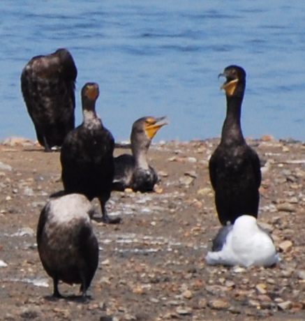 Double-crested Cormorant 171325.tmp/mysterybird.JPG