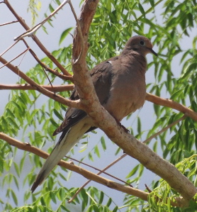 Mourning Dove 171325.tmp/smbirdd.jpg