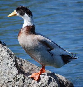 Mallard 171325.tmp/ Mallard.jpg