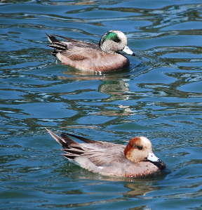 American Wigeon 71325.tmp/American Wigeon.jpg