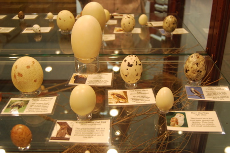 bird egg collection171325.tmp/Cbonedisply.JPG