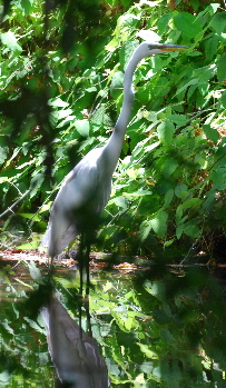 great egret 171325.tmp/great egret.jpg