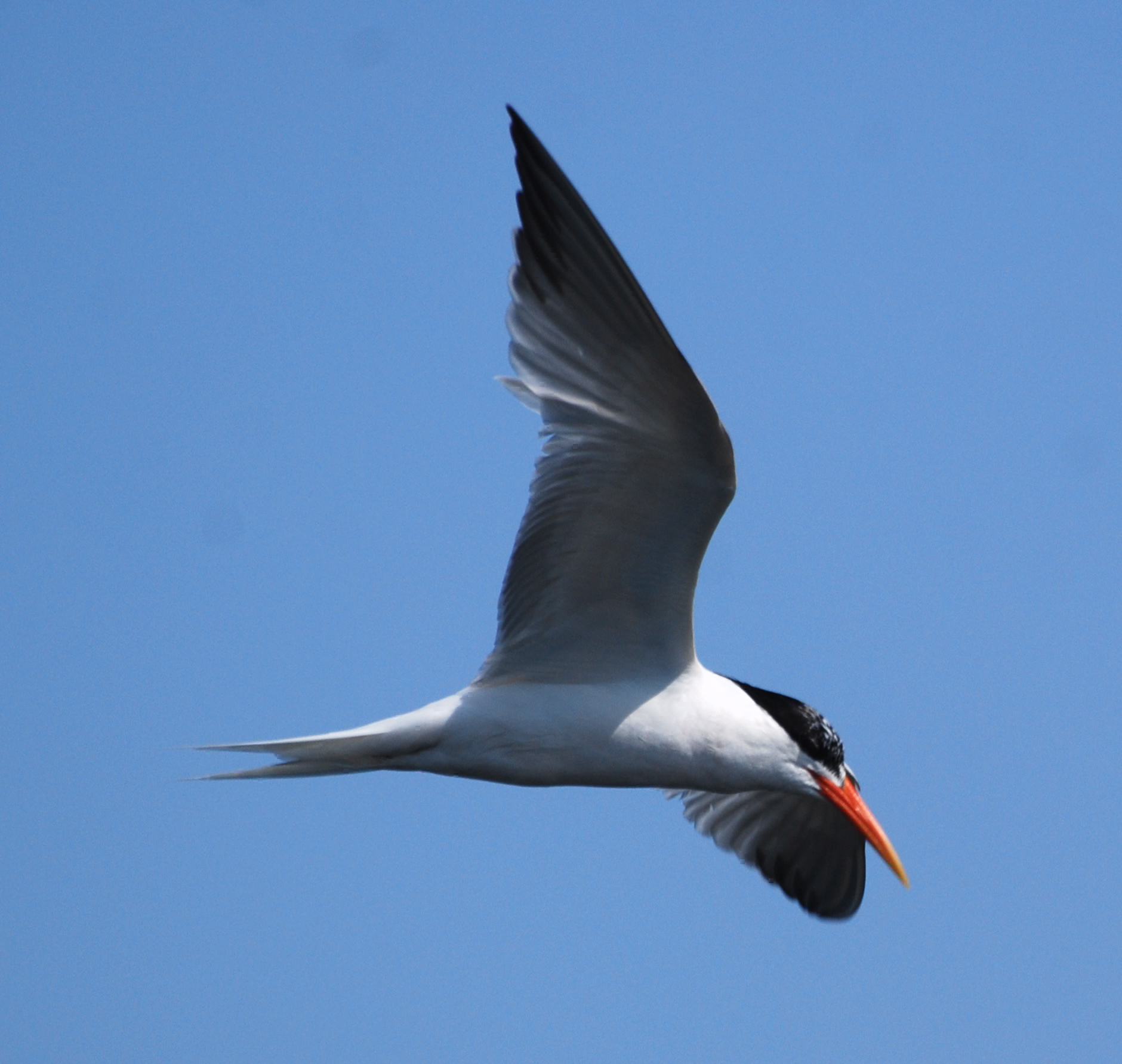Elegant Tern in flight171325.tmp/mysterybird.JPG