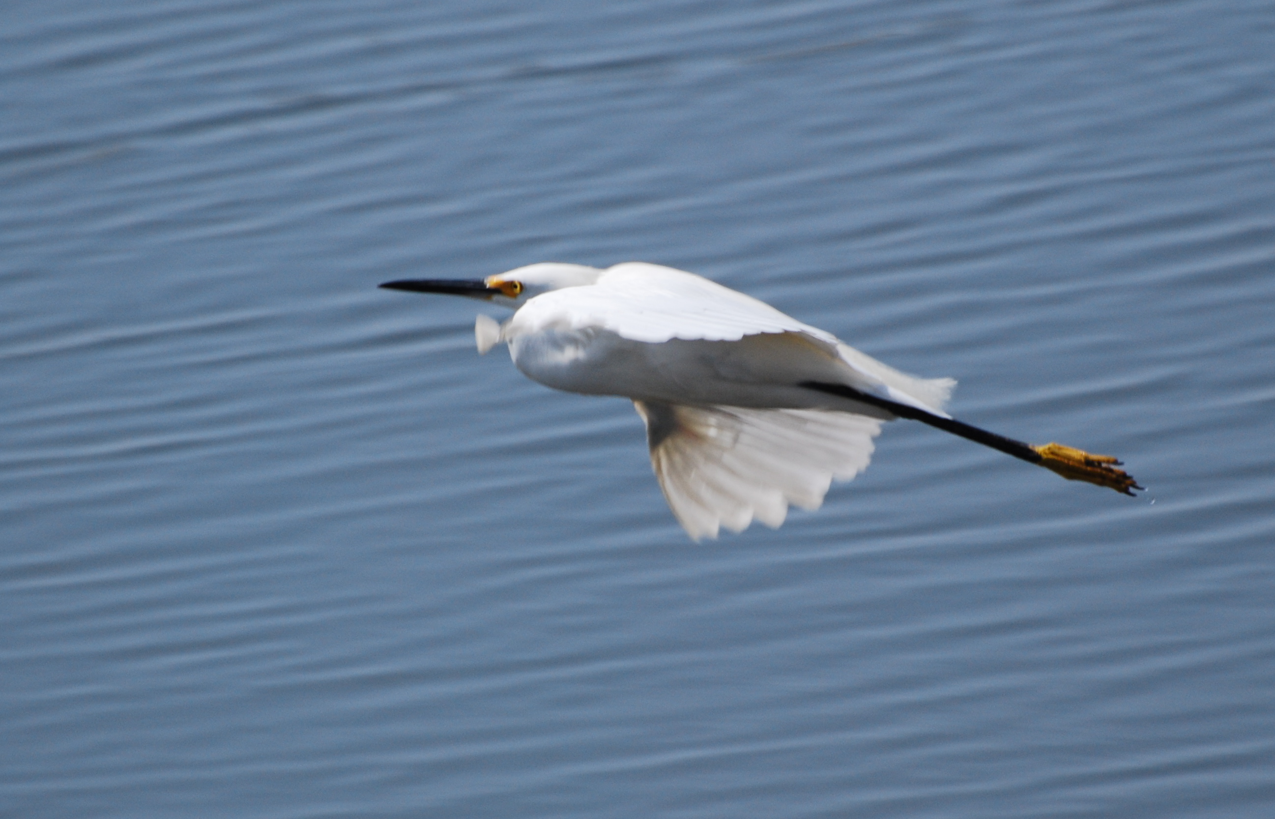 Snowy Egret in Flight171325.tmp/mysterybird.JPG