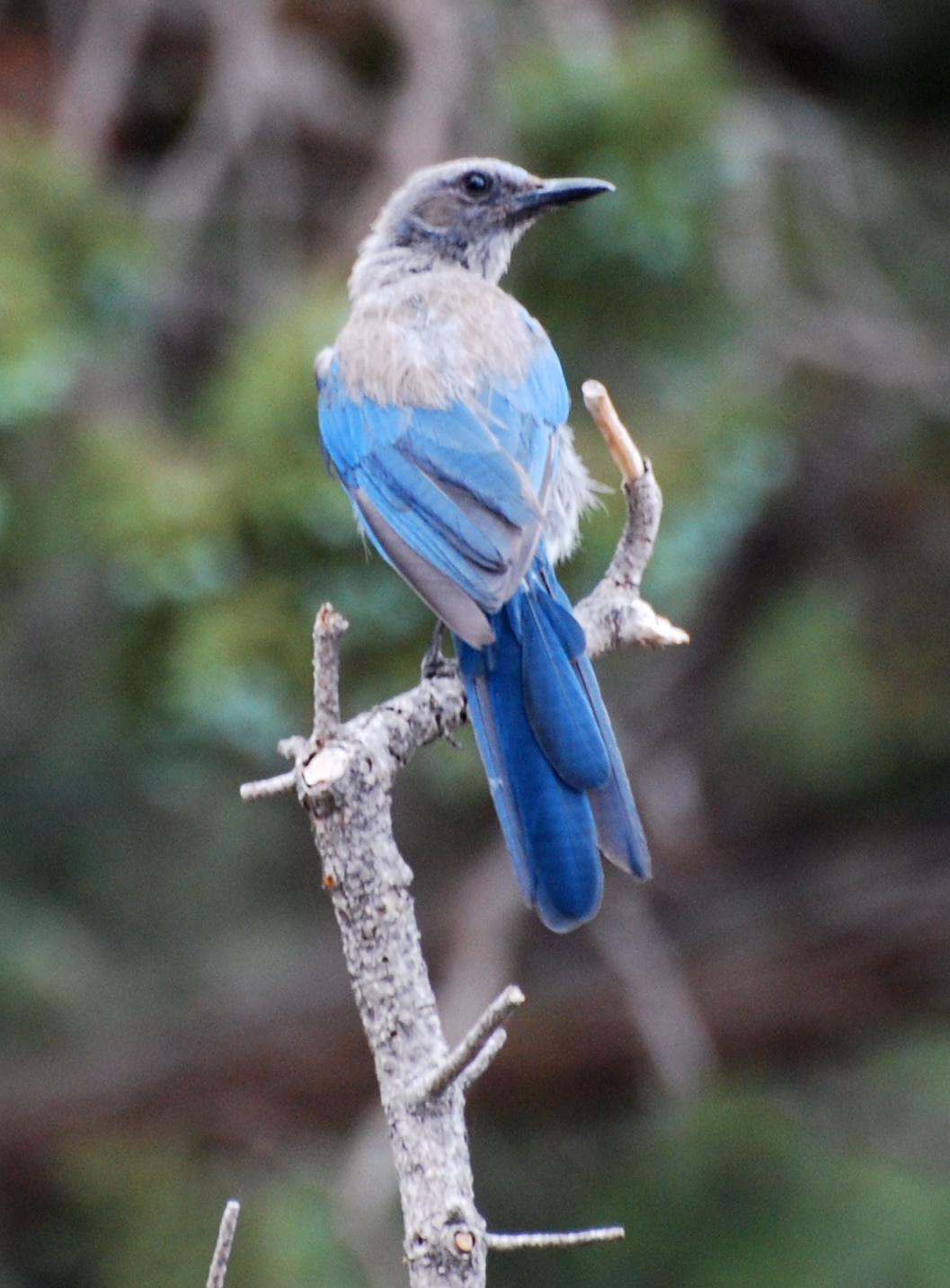 Mexican Jay 171325.tmp/gc4.JPG