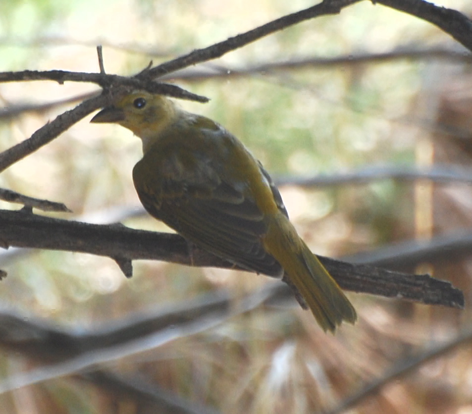 Female Summer Tanager171325.tmp/gc4.JPG