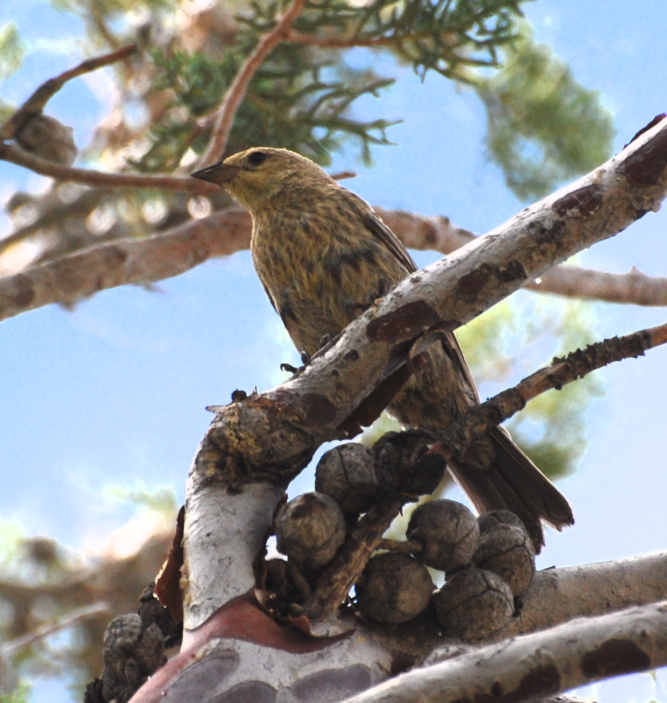 Juvenile Indigo or Lazuli Bunting171325.tmp/gc4.JPG