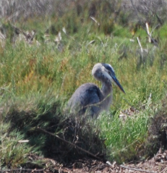 Great Blue Heron171325.tmp/mysterybird.JPG