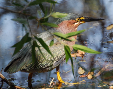 Green Heron 171325.tmp/Green Heron .jpg