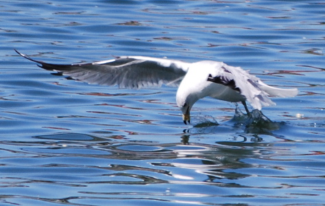 California Gull 171325.tmp/California Gull .jpg