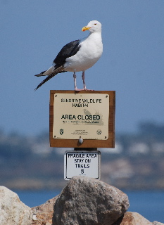 Western Gull picturegallery171325.tmp/blackskimmer.jpg