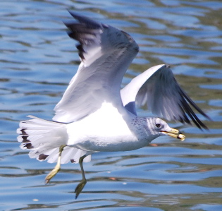 California Gull171325.tmp/California Gull.jpg