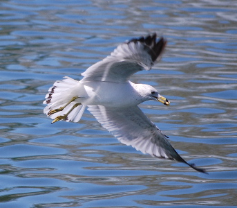 California Gull 171325.tmp/California Gull .jpg