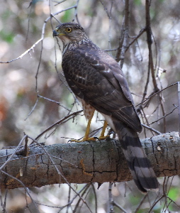 Sharp-shinned Hawk171325.tmp/Sharp-shinned Hawk .jpg