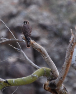 Female American Kestrel 171325.tmp/smbirdd.jpg