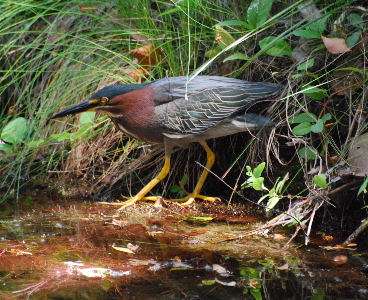 171325.tmp/green heron .jpg