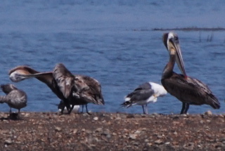 Immature Brown Pelicans171325.tmp/mysterybird.JPG