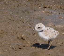 Least Tern Chick 171325.tmp/mysterybird.JPG