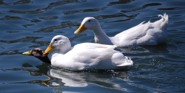 Mating Swan Goose 171325.tmp/Mating Swan Goose.jpg