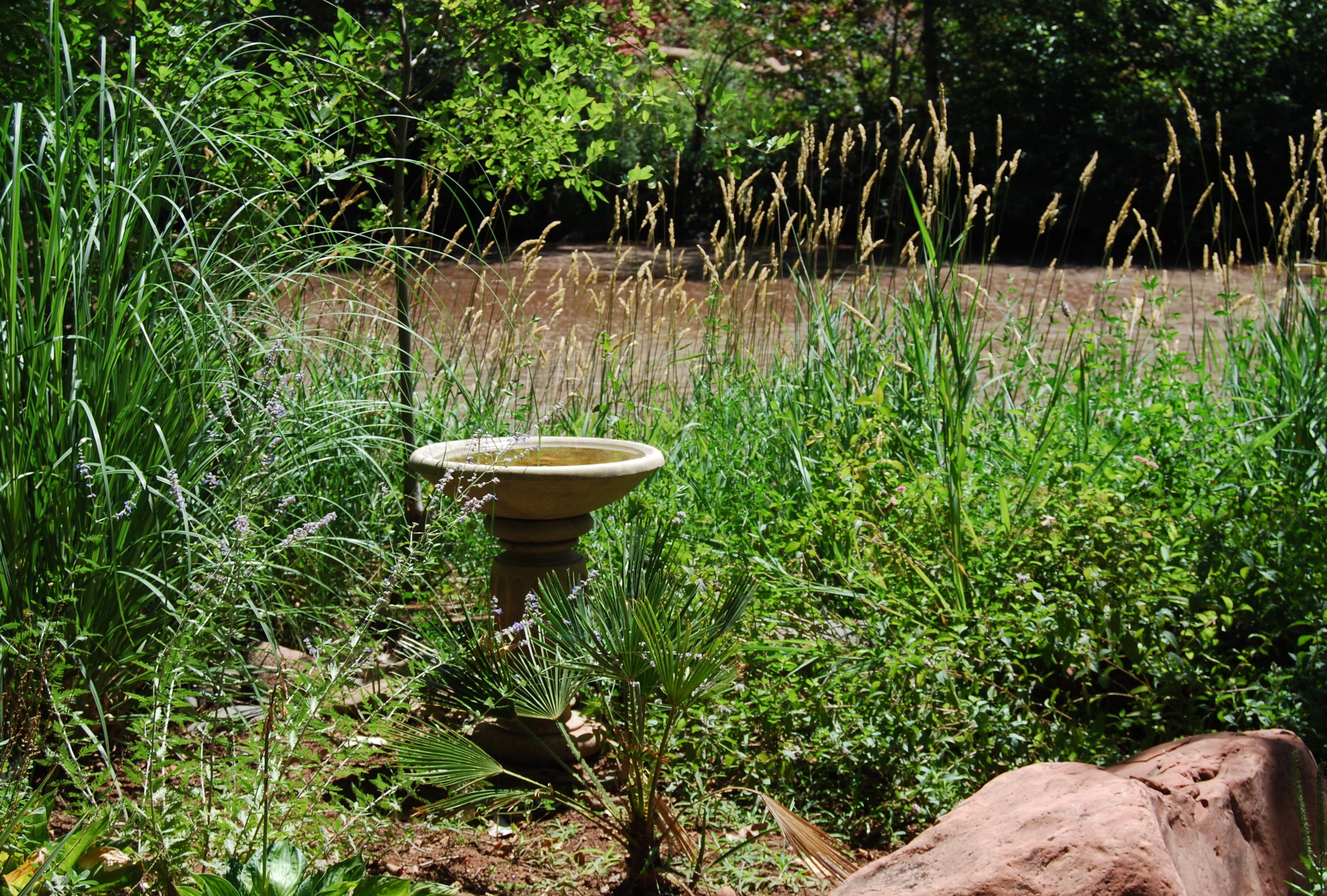 Mia's Bird baths171325.tmp/miafinchonfeather.JPG