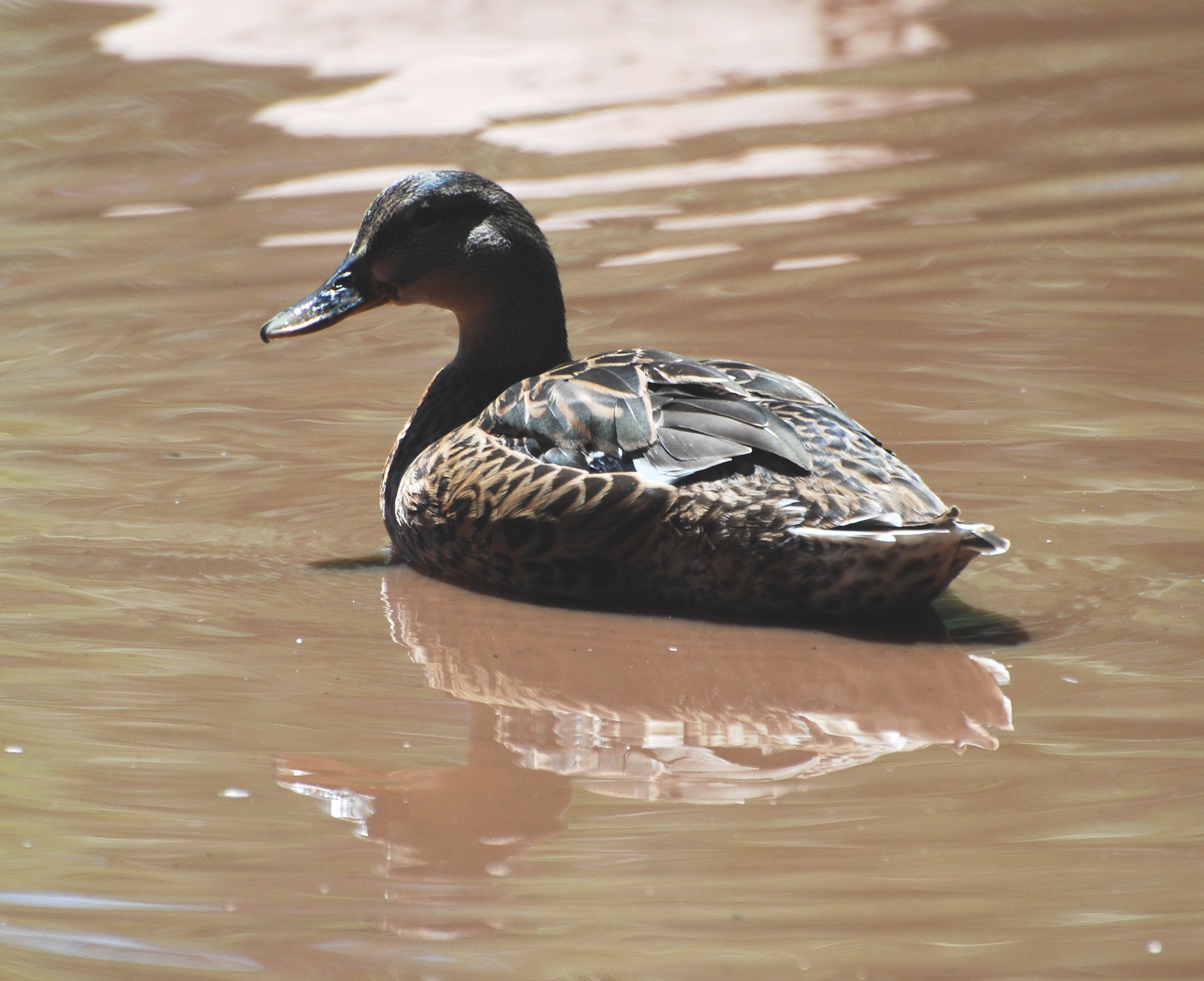 Female Mallard171325.tmp/miafinchonfeather.JPG