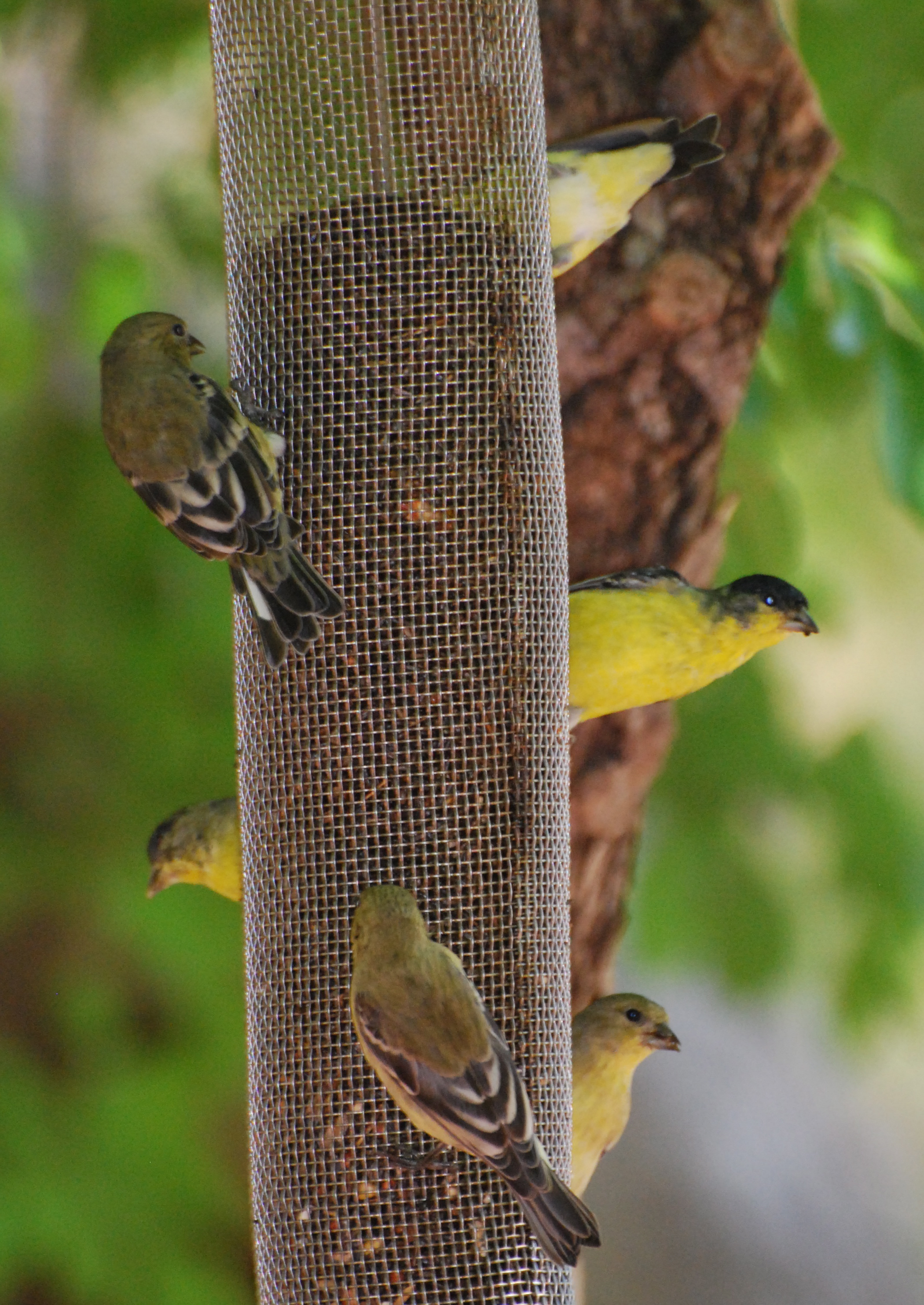 Lesser & American Goldfinch171325.tmp/miafinchonfeather.JPG