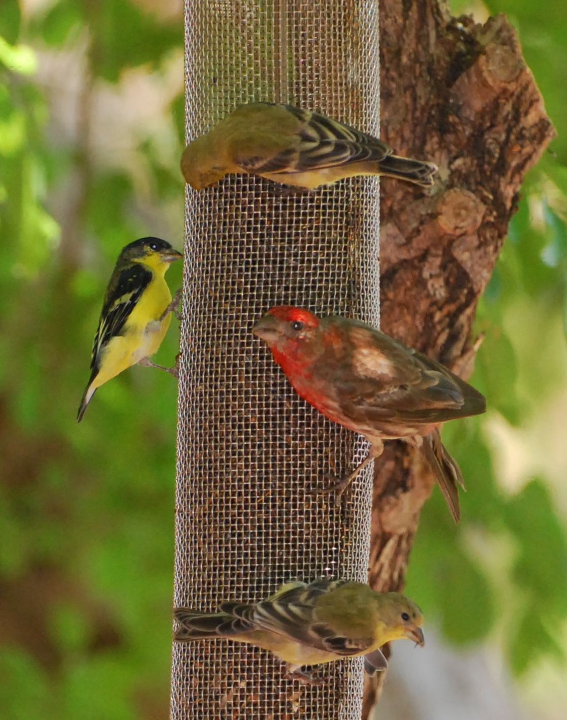 Lesser-American Goldfinches & Red House Finch 171325.tmp/miafinchonfeather.JPG
