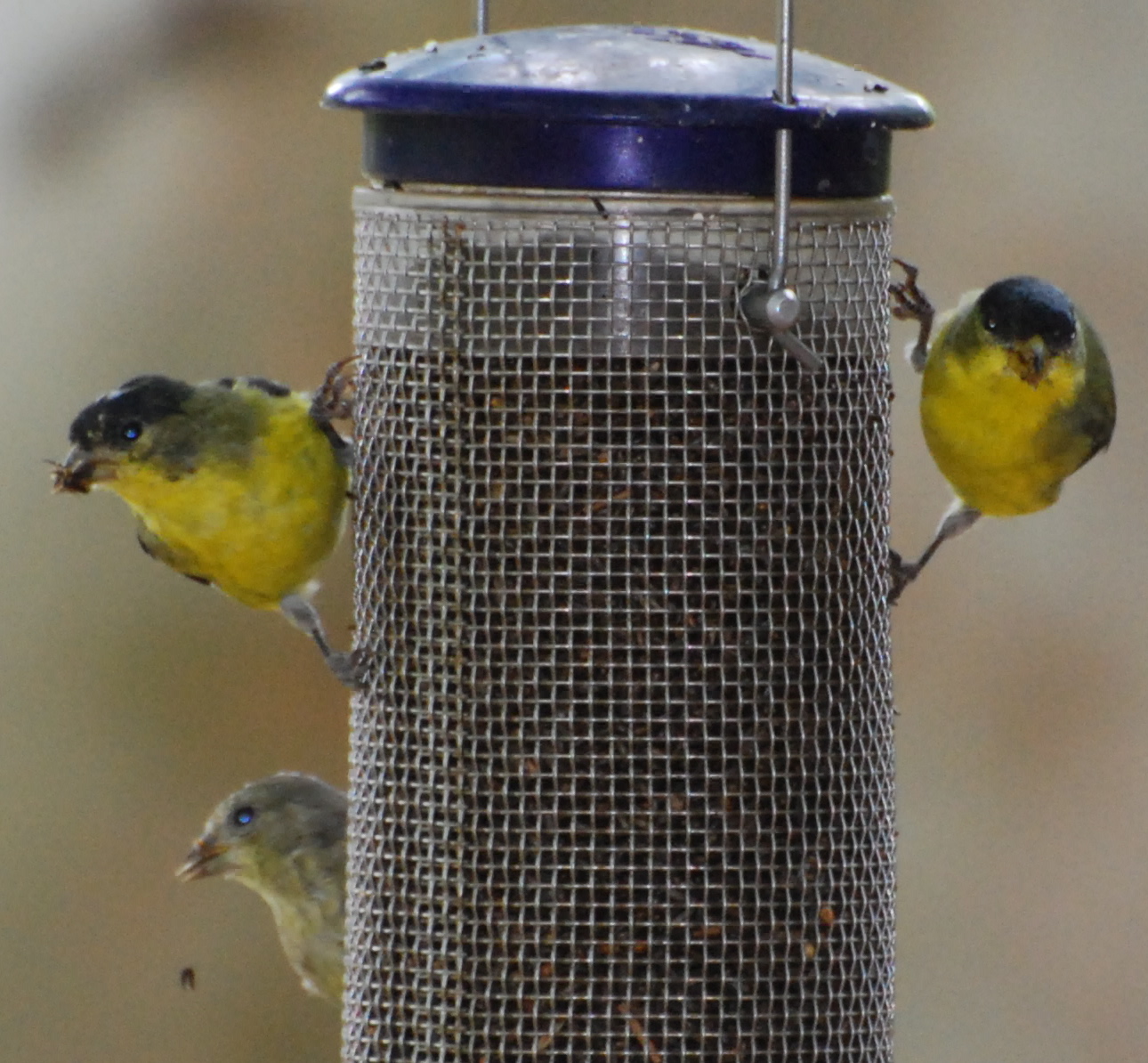 Lesser Goldfinch green-backed male171325.tmp/miafinchonfeather.JPG