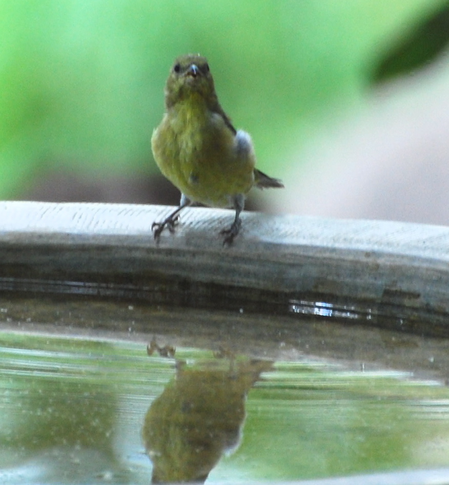 Lesser Goldfinch Female171325.tmp/miafinchonfeather.JPG