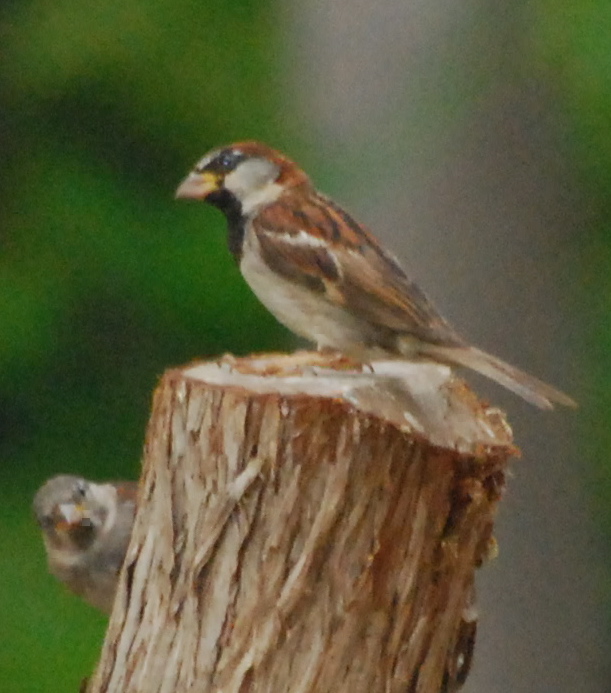 House Sparrow171325.tmp/miafinchonfeather.JPG