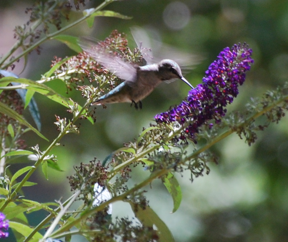 Female Black-chinned Hummingbird171325.tmp/miafinchonfeather.JPG