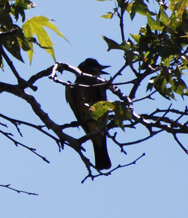 Western Kingbird171325.tmp/miafinchonfeather.JPG