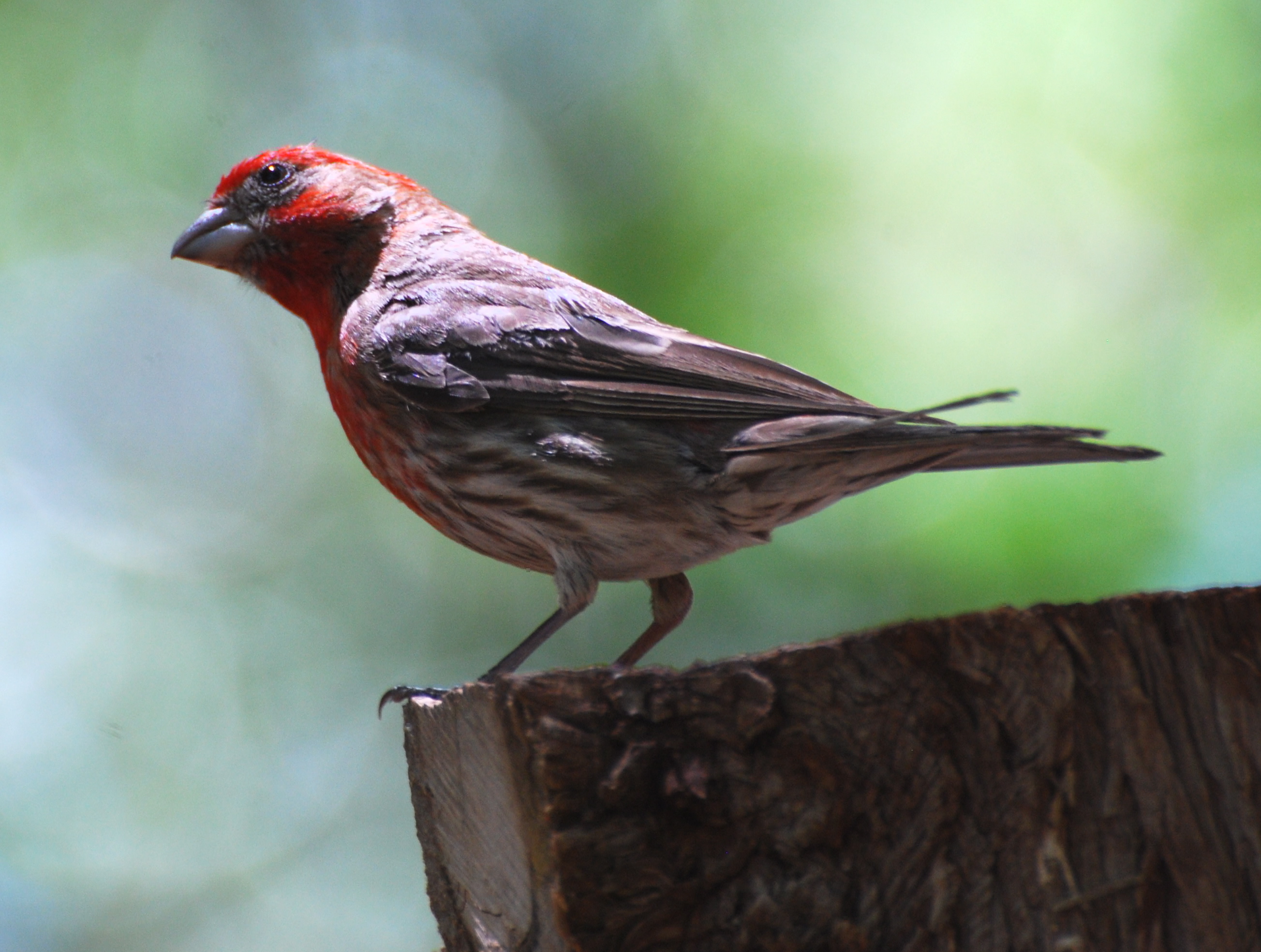 House Finch171325.tmp/miafinchonfeather.JPG