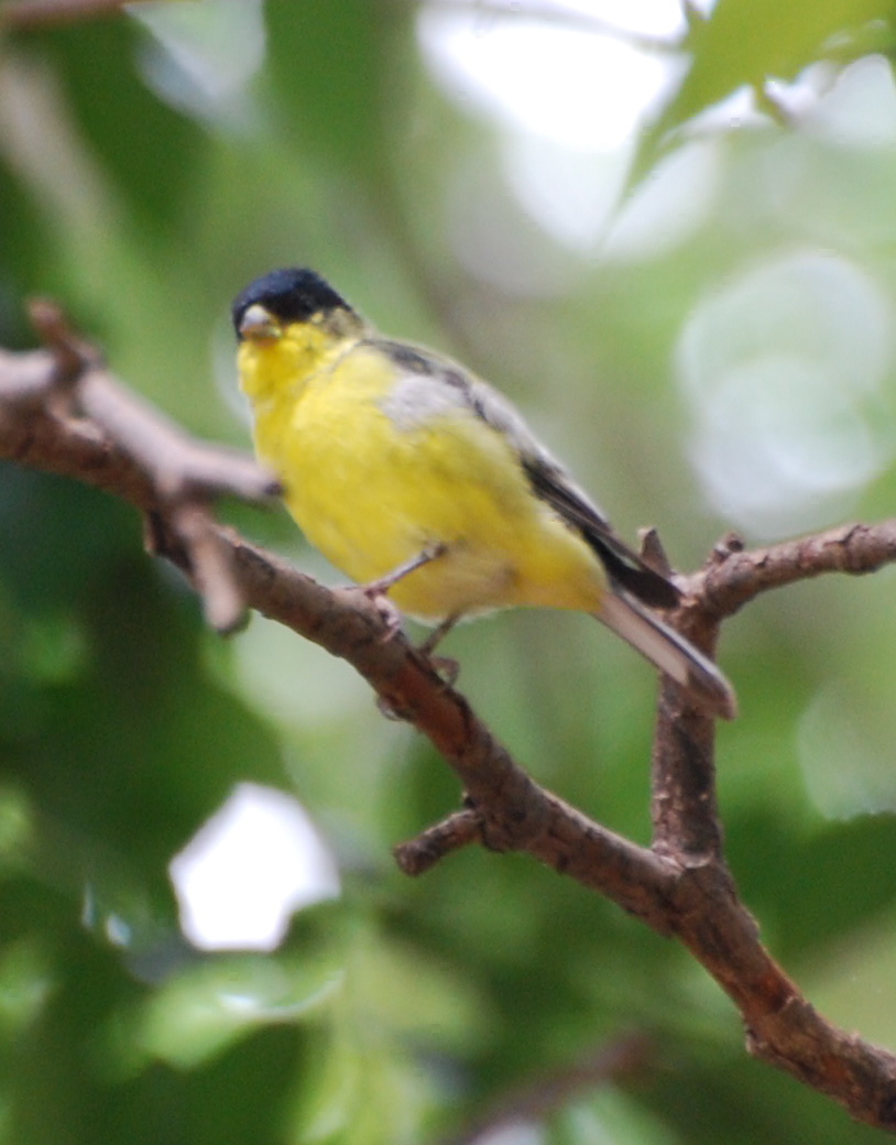 Lesser Goldfinch green-backed male171325.tmp/miafinchonfeather.JPG