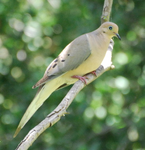 Mourning Dove 171325.tmp/Mourning Dove .jpg