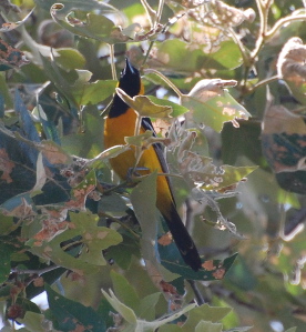 Hooded Oriole 171325.tmp/ Hooded Oriole .jpg