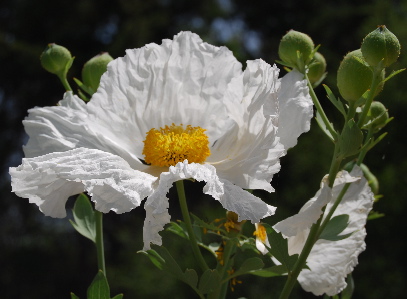 Matillija Poppy171325.tmp/Matillija Poppy .jpg