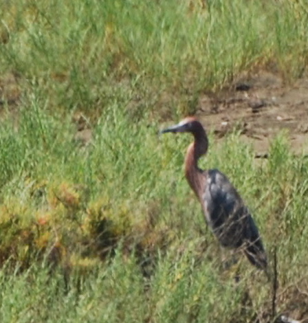 Reddish Egret 171325.tmp/mysterybird.JPG