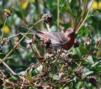 Red House Finch 171325.tmp/Red House Finch .jpg