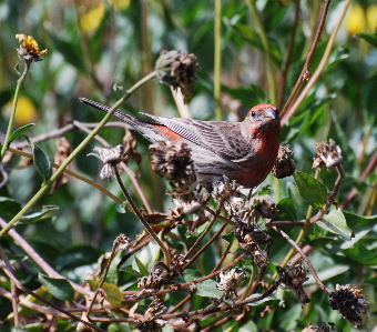 Red House Finch 171325.tmp/Red House Finch .jpg
