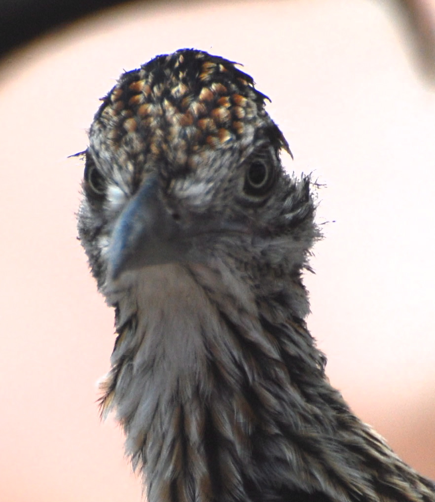 Greater Roadrunner171325.tmp/roadrunnerhead.JPG