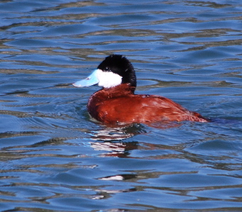 Male Ruddy Duck171325.tmp/Male Ruddy Duck.jpg